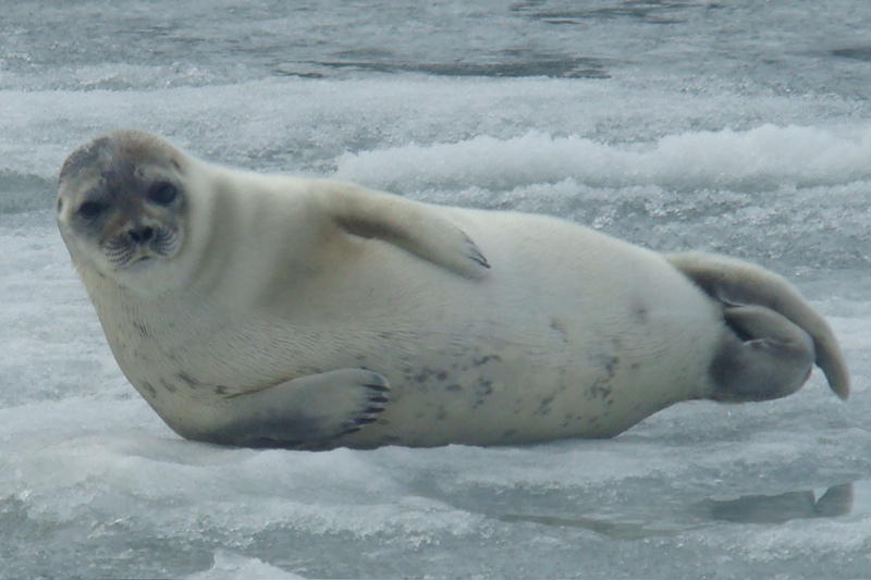 A ringed seal (picture by Judi Parnell)